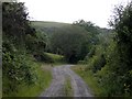 Track through Allt Ddu forest