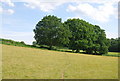 Two trees on the footpath south of Lodge Farm