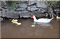 Muscovy duck and ducklings on the canal - Brecon