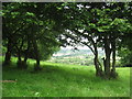 Pasture on the edge of Nicholas Wood looking down over the Gordano Valley