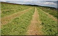 Mowing the Meadow