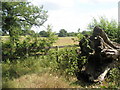 Tree root on the footpath between Northcroft Lane and The Sun