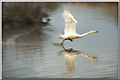 Whooper swan taking off