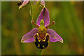 Bee Orchid (Ophrys apifera)