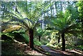NM7910 : Tree fern gully, Arduaine Gardens by Patrick Mackie