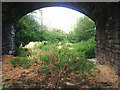 Disused railway line under the Hexham to Warden road