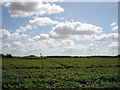 TM2444 : A Suffolk Field by Oxymoron