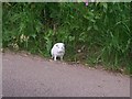 Escaped Guinea Pig, Rectory Hill, Llanteg