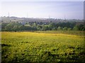 Beautiful Yellow Meadow, Llanteg - with Furzy Park in the Distance.