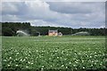 Potato irrigation