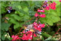 Hummingbird Hawkmoth