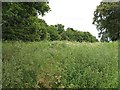 Unused land, Arkleston Road