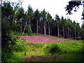 A density of Foxgloves  near Upottery