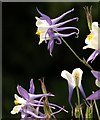 Aquilegia, Coleton Fishacre