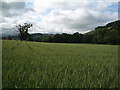 Boughrood: a field of oats by the Wye