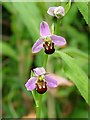 Orchid at Newport Wetlands [4]