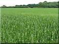 Oats at Bowhouse Farm