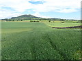 A crop near Little Pilmuir