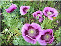 Purple Poppies