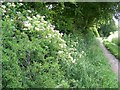 Honeysuckle beside the bridleway, Bishopstone