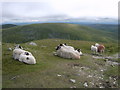 NY4609 : Sheep, Harter Fell by Michael Graham