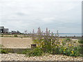 The shingle beach at Whitstable, south-west of the harbour