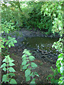 Pond behind Picton Avenue, Ipswich