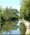 Grand Union Canal, Olton, in summer