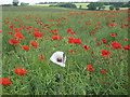 Albino Poppy