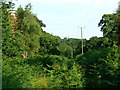 Southeast along the Roman road in summer, Savernake Forest