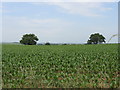 Growing Crops Near Thing-hill Grange