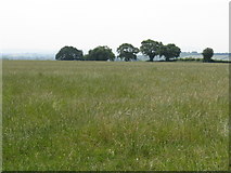 SO5448 : Field Off Holbach Lane by Peter Whatley