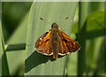 SX8772 : Butterfly on Hackney Marshes by Derek Harper