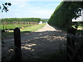 Footpath through Fruit Farm