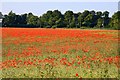 SU4789 : Poppies in a field of rape at Rowstock by Steve Daniels