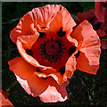 NO1201 : Poppy in Kinross House Gardens by Dr Richard Murray
