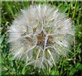 Goatsbeard clock