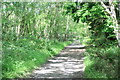 Byway across Pirbright Common