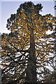 ST0580 : Redwood Tree silhouette - Miskin Manor Hotel by Mick Lobb