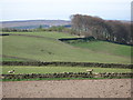 Farmland near Sillywrea Farm (2)