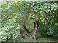 Black Poplar (Frenchman?)