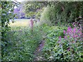 Footpath near Chudleigh