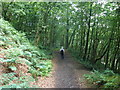 Woodland path, through Castle Neroche