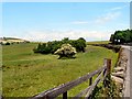 Copse near Mossley Cross