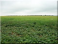 Farmland South of Wetwang