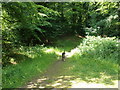 Clearing, Castle Neroche Plantation