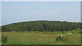 Sheepwalk and forest above Fydlyn