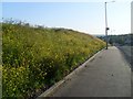 Wild flowers by Hawthorn Street