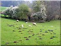 Pasture near Capel Garmon