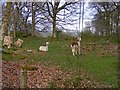 Alpacas near Garthmyn